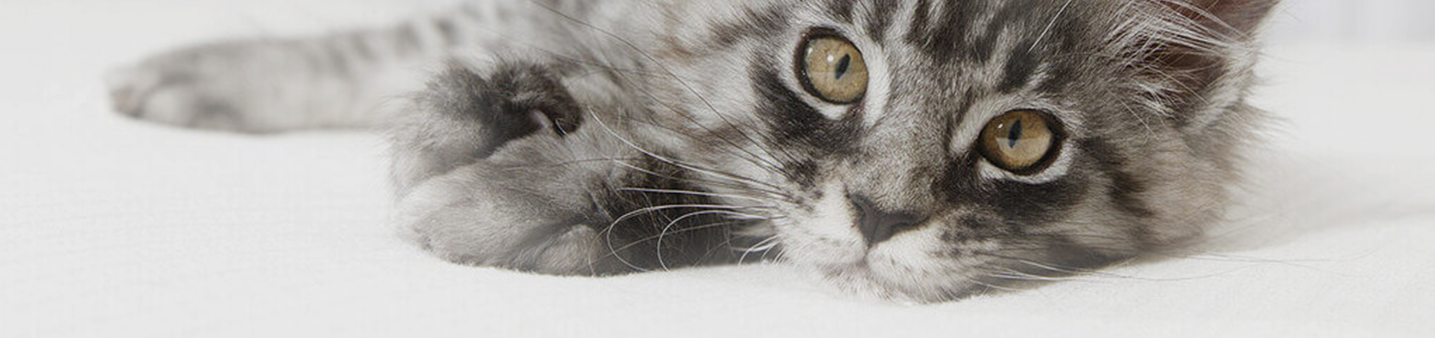 Home banner
